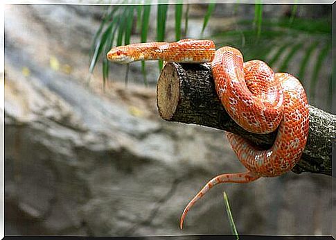 Corn snake: characteristics, behavior and habitat