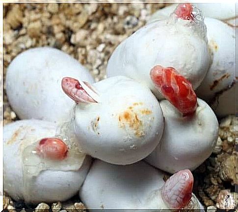 Corn snake eggs hatching