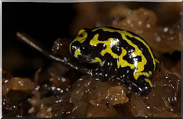 Corroboree toad: a very interesting species