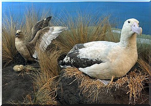 Current status of the short-tailed albatross