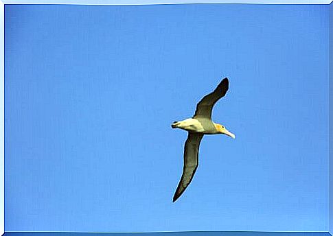 short-tailed albatross flight