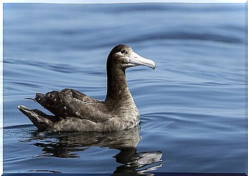 steller albatross