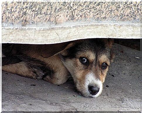 How to Deal with Dogs' Fear of Storms