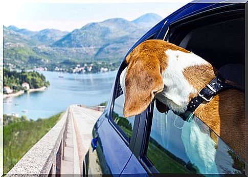 Destinations to go with your dog during Holy Week