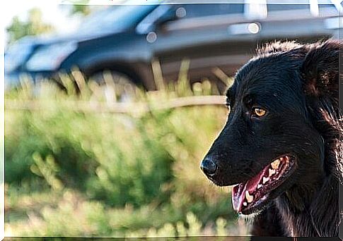 dog smiling