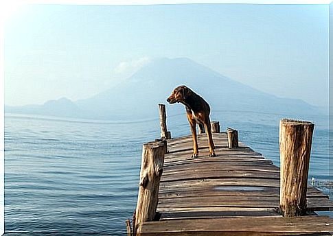 dog on a pier