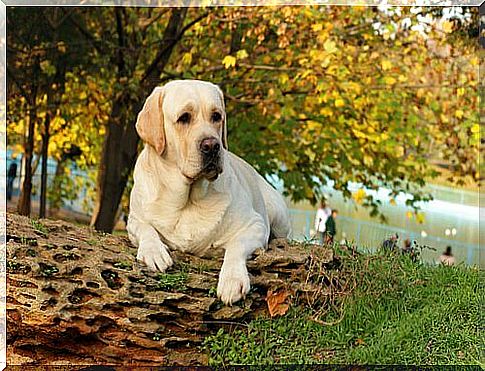 labrador in the park