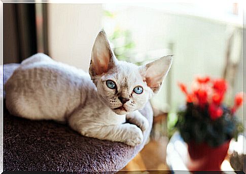 Devon Rex, a cat that always needs company