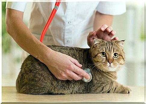 Diabetes in cats: causes, symptoms and treatment