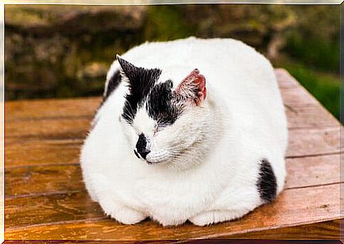 obese cat