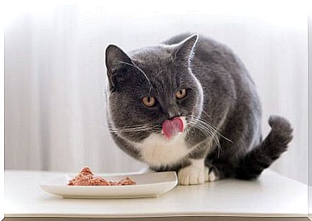 cat eating pate