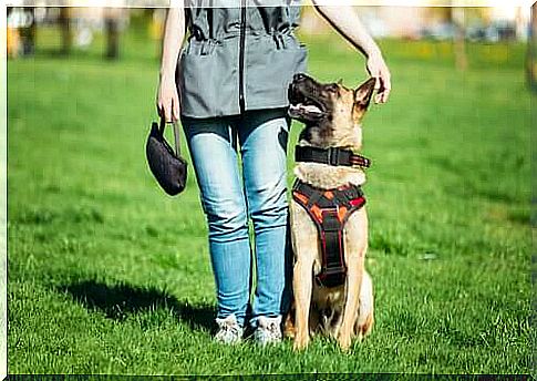 Differences between a mediating dog and a well-behaved dog