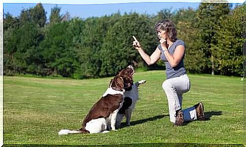 Training of mediation dogs