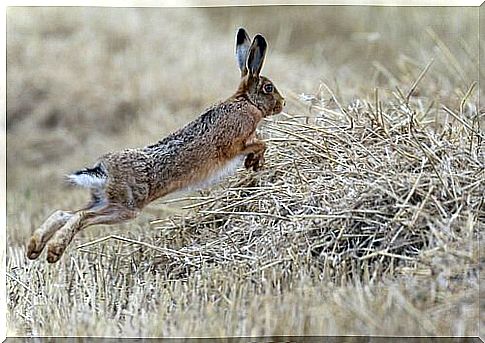 Differences between Hares and Rabbits