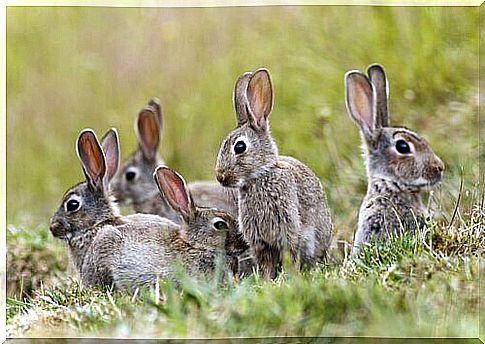 hares