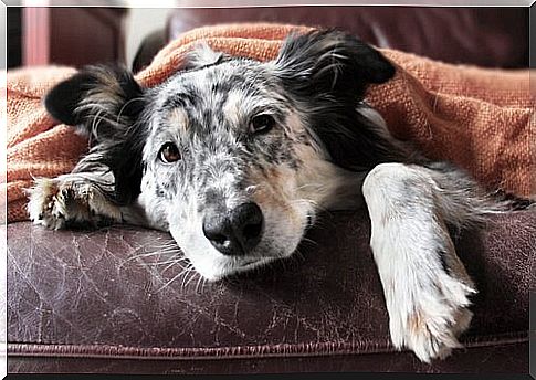 Border Colllie covered with sheet