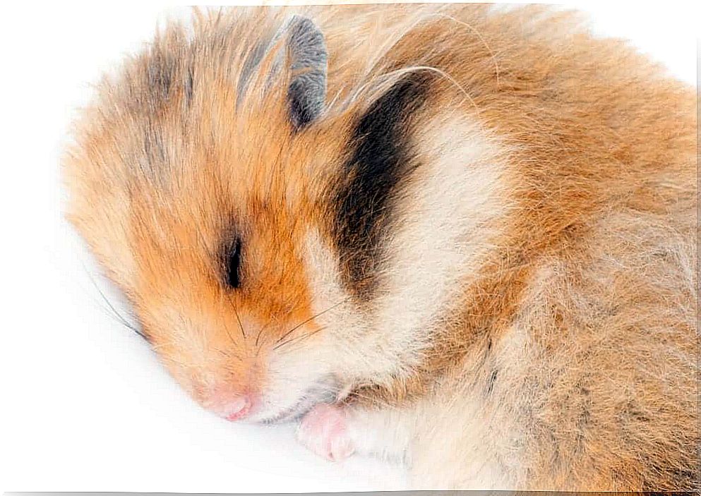 Do hamsters hibernate?