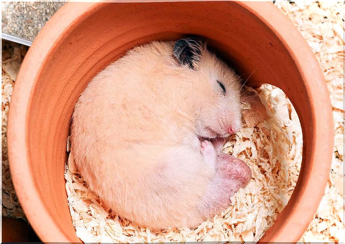 hamsters hibernate