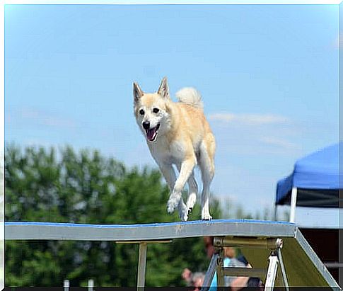 Do you know the Norwegian Buhund?