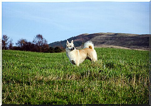 Norwegian Buhund