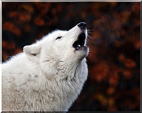 white dog howling