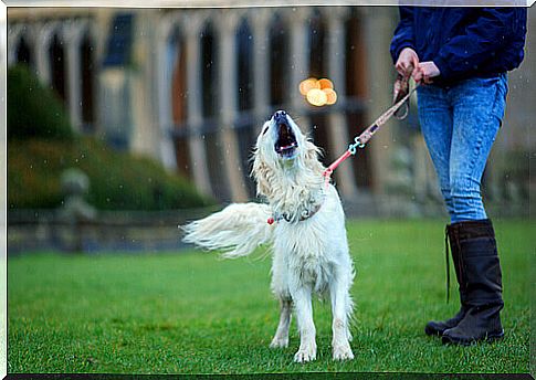 howling dog