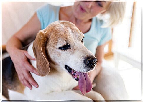 gluten-detectors dogs