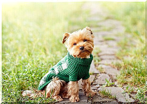 dog wearing sweater