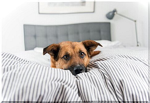 dog lying on the owner's bed