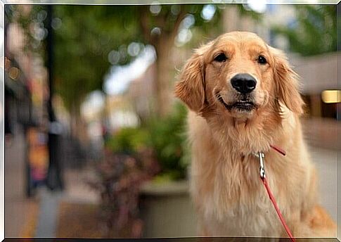 Dog throws himself against a bus to protect his owner