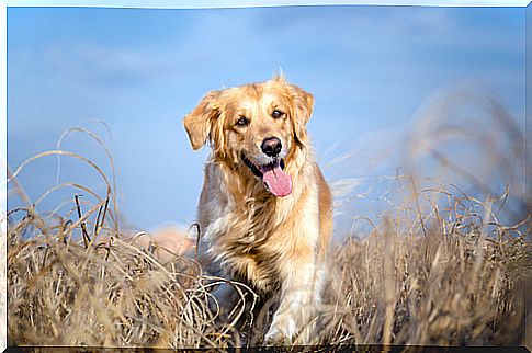 golden retriever 2