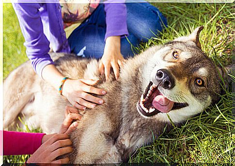 dog receiving affection