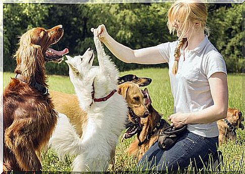 Dogs solve problems faster when their owners encourage them