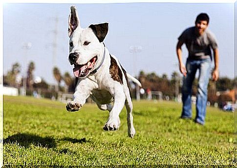 running dog