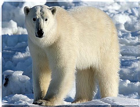 Effects of climate change on polar bears