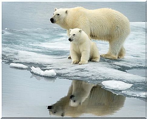 polar bear with cub