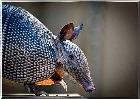 Tatu que corre risco de extinção