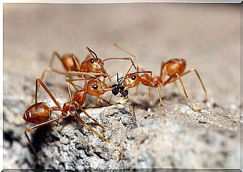 Eusociety and the reproduction of ants