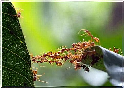 Ants working as a team