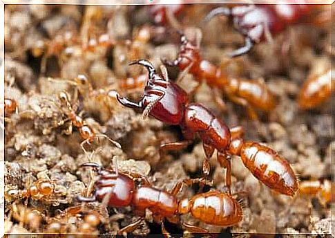 Eusociety and the reproduction of ants