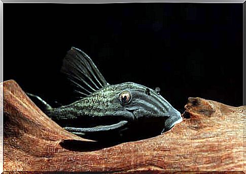 Characteristics of the wood-eating fish