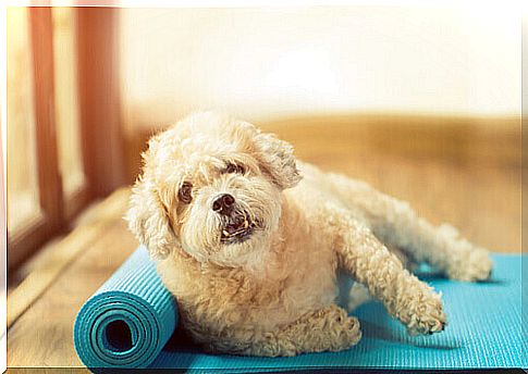 Exercises for dogs at rest