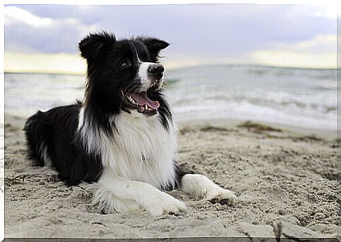 dog_on_beach