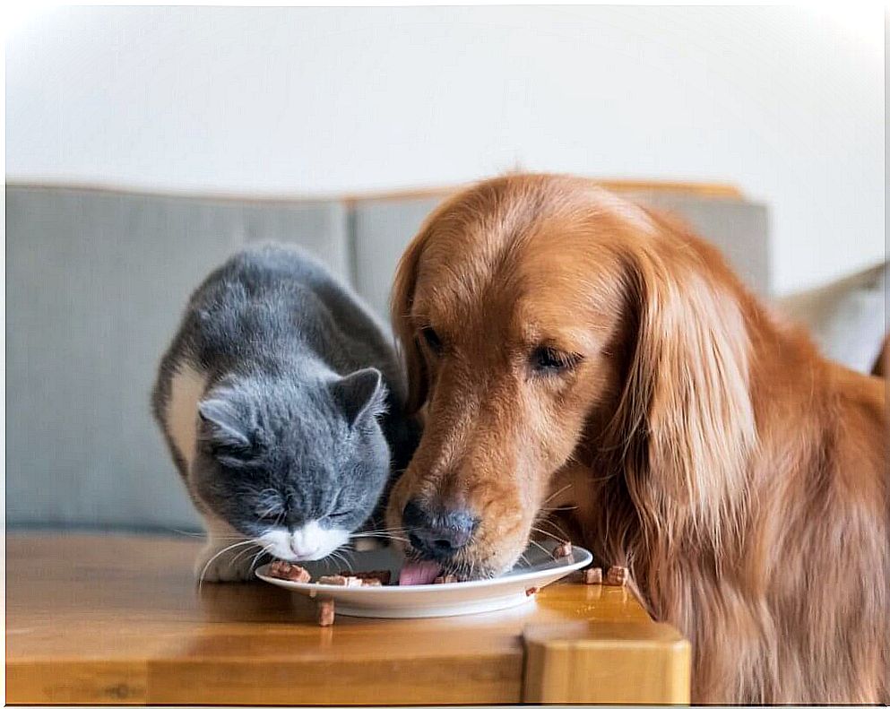 FEDIAF presents new nutritional guidelines for dogs and cats