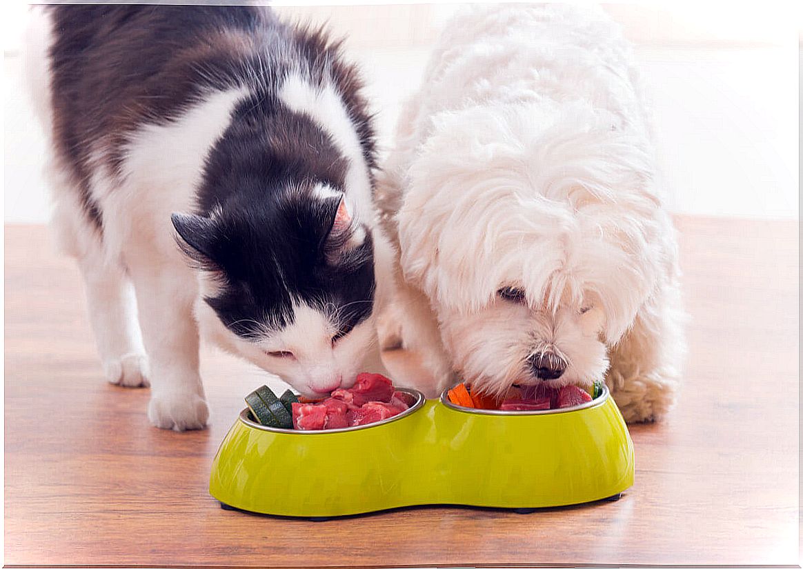 Nutrition for dogs and cats