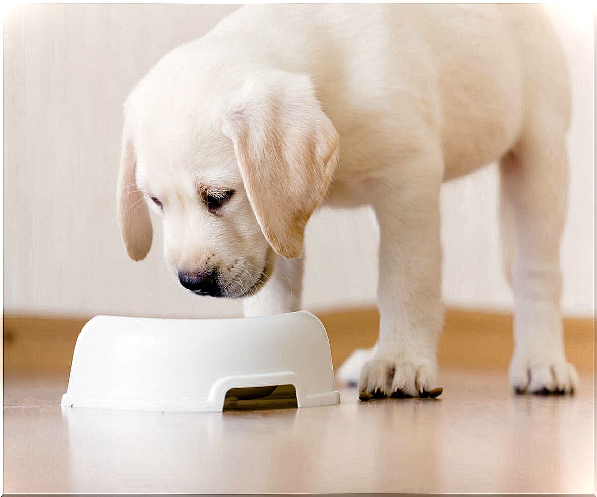 FEDIAF: Nutritional Guidelines for Dogs and Cats