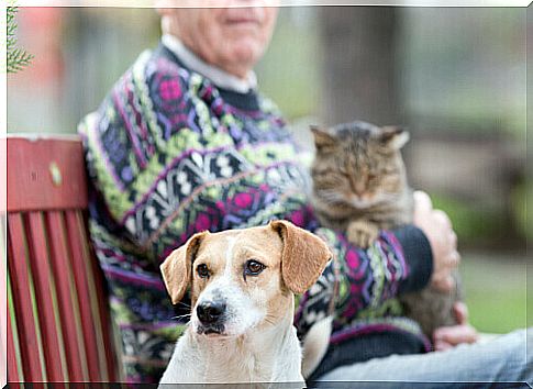 dog-and-cat-with-elderly