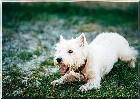 Find out, with the bark translator, what your dog is saying