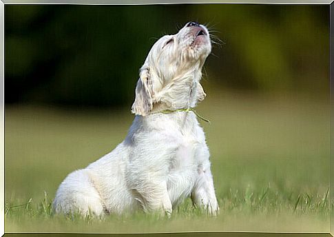 howling dog