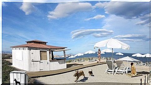 The first beach kiosk for dogs opens